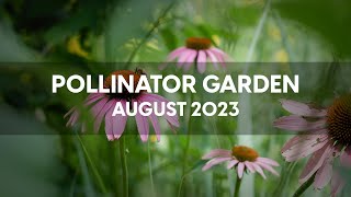 Pollinator Garden  August 2023 [upl. by Diann]