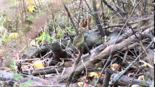 Western Flycatcher  Antigonish NS  Nov 20 2015 [upl. by Ailec]