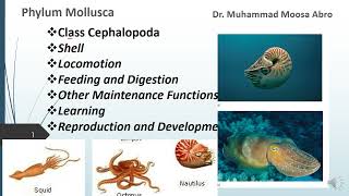 Phylum Mollusca Class Cephalopoda Locomotion Digestion Reproduction Development and learning [upl. by Flo]