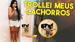 TROLLANDO OS MEUS CACHORROS O DIA INTEIRO [upl. by Nwahsel]