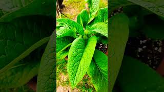 What Are The Benefits Of Planting Comfrey In Your Garden comfrey gardeningtips homeinthesticks [upl. by Atekihs]