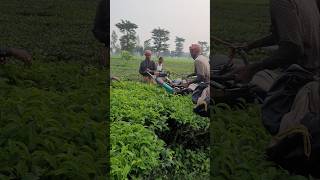 Two man tea harvaster machine  tea cutting machine sortvideo farming teaharvester [upl. by Robina]