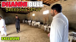 PEHLI BAR DHANI BULL 🔥 KIDS SETUP VISIT KIYA  DUSRA GHAR [upl. by Carolle]