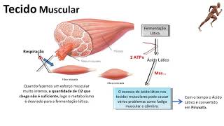 Metabolismo Celular Respiração Anaeróbica [upl. by Ruhtracam948]