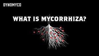 What Is Mycorrhiza  DYNOMYCO [upl. by Lyndes]