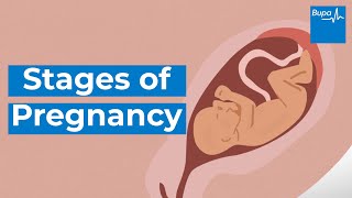 How your baby develops  Stages of pregnancy  Bupa Health [upl. by Esenej956]