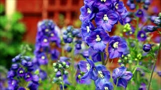 How to Grow Delphinium or Larkspur from Seed [upl. by Ethe]