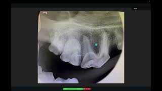 Radiographic interpretation in dogs  periapical lucencies [upl. by Aer257]