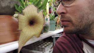 Stapelia gigantea Flower [upl. by Olodort]