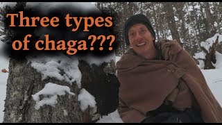 3 Types of Chaga Mushroom 3 Different Uses [upl. by Anaik]