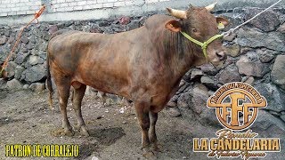 ES UN TORAZO PATRON DE CORRALEJO rancho la candelaria en tepetlaoxtoc edo de mex [upl. by Leiser181]