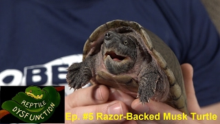 Reptile Dysfunction Ep 5 quotRazorBack Musk Turtlequot [upl. by Chesney]