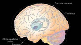 Basal Ganglia [upl. by Tsan]