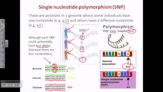 Single nucleotide polymorphism SNP [upl. by Garrot]