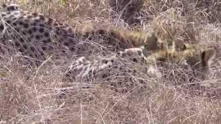 Cheetah Kill a Steenbok Djuma September 2014 [upl. by Khanna]