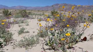 Sphinx moth caterpillars eating Sand Verbena in AnzaBorrego state park 28 March 2017 [upl. by Aldridge452]