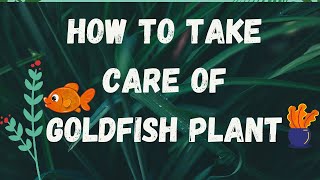 Goldfish plant care guide [upl. by Grubb]