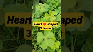 𝙊𝙭𝙖𝙡𝙞𝙨 𝙥𝙡𝙖𝙣𝙩 shorts short biology botanylove garden nature plants 11thbiology [upl. by Axel]