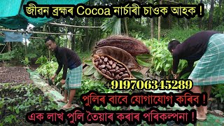 Cocoa Nursery Goalpara Assam । Cocoa Cultivation Assam । Cocoa plantation assam [upl. by Mencher]