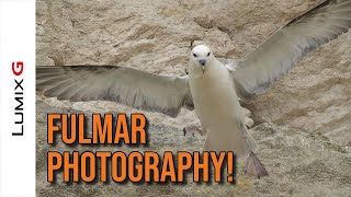 The UKs Mini Albatross photographing Fulmar using the Lumix G9 PreBurst [upl. by Eisac885]