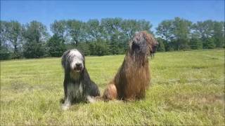 Briard and Bearded collieViki and Joy [upl. by Egroeg]