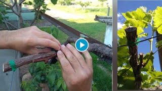 How to grow grape plants at home with two different varieties of grapes [upl. by Mohamed]