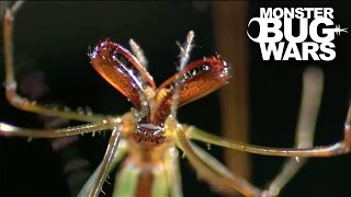 Portia Spider Vs Long Jawed Orb Weaver  MONSTER BUG WARS [upl. by Paza]