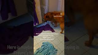 Fréyretheeurasier hates taking a bath eurasier dog bathtime angrydog rageagainstthemachine [upl. by Ignazio]