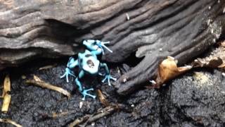 Dendrobates auratus el cope [upl. by Kaasi]