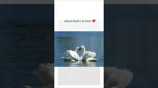 Birds love 💖viralvideo youtubeshorts shorts [upl. by Ardin]