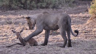 Lioness Caught Baby Impala [upl. by Reynold486]