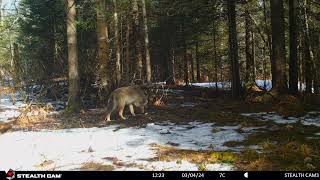 Trail Cam Northern Ontario Winter 2024 [upl. by Onileba]