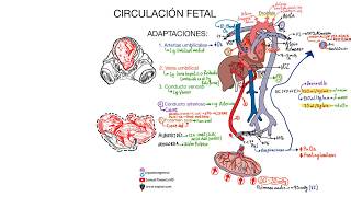 Circulación fetal ACTUALIZACIÓN 2024 [upl. by Ianthe663]