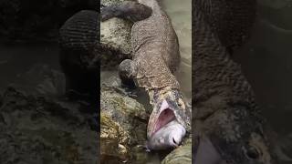 Komodo Dragons Fight With Stranded Food [upl. by Rahm506]