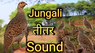 Jungali Teetar Sound  Teetar Ki Awaaz  Grey Francolin Bird [upl. by Nolte]