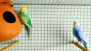 How to Breed Violet Rainbow Budgies  rainbowbudgies violetbudgies budgies [upl. by Nefets]