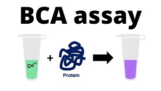 How to determine the protein concentration with the BCA Protein Assay [upl. by Zippel401]