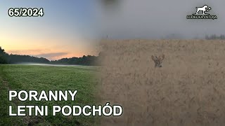 Letni poranny podchód za rogaczami  SUDECKA OSTOJA 652024 roe deer hunting in poland [upl. by Moonier]