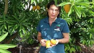 Canistel Fruit Tree or Yellow Sapote Tree  Tastes Like Egg [upl. by Ecinev517]