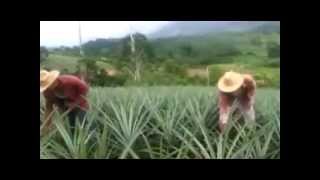 Trailer Campesinos a la mafia chamula 2013 [upl. by Trebron]