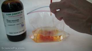 Iodine Bag Diffusion [upl. by Aicilat]