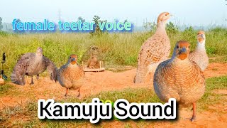 kumaru ki awaaz \\ kamuju sound \\100  wark \\ jodi amp female teetar ki awaaz \\ madi teetar voice [upl. by Feinstein]