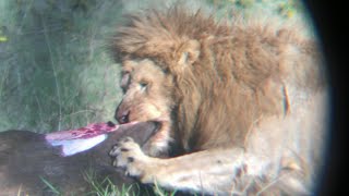 lion rips buffalo into pieces  Ngorongoro Crater NP [upl. by Annayhs]