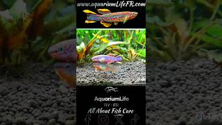 Fundulopanchax gardneri aquarium fish youtube shorts T3 [upl. by Huttan]