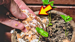 Always add Eggshells In your garden This Changes Everything [upl. by Rasure]