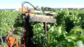 Rognage des vignes 2017  Carraro Lekron [upl. by Gere687]