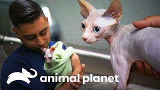 Gata Sphynx com insuficiência renal é curada  Veterinário das Montanhas  Animal Planet Brasil [upl. by Langelo184]