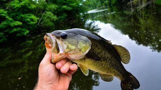 Pescuit la bass  In curand si in Romania [upl. by Griffie]