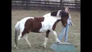 Chincoteague Pony Minnow does Tricks [upl. by Sire]