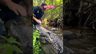 Alimentação dos jacarés 🐊 wildlife aligator [upl. by Semela957]